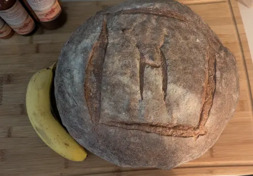 Pictured: A very large round loaf of fresh bakers bread scored with a square patterns. the load is pictured with a banana, for scale.