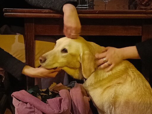 Three hands scratch a sitting golden retriever from left, right and above. The dog's head is in the center of the picture and the hands form a symmetrical pattern.