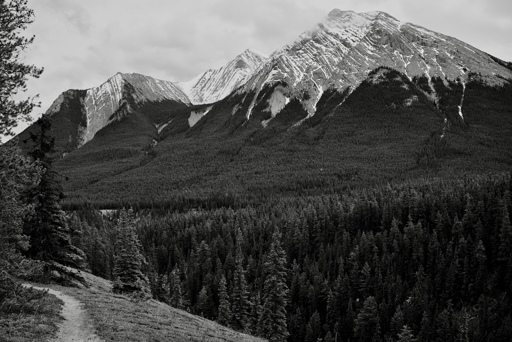 A black and white photo of the view from the trail with Sentinel Mountain rising up a short distance away.  Lush green forest grows in between.
